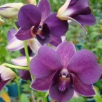 Dendrobium Trudy Brandt X Blue Angel